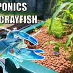 Exploring Aquaponics in New Mexico: A Sustainable Farming Revolution